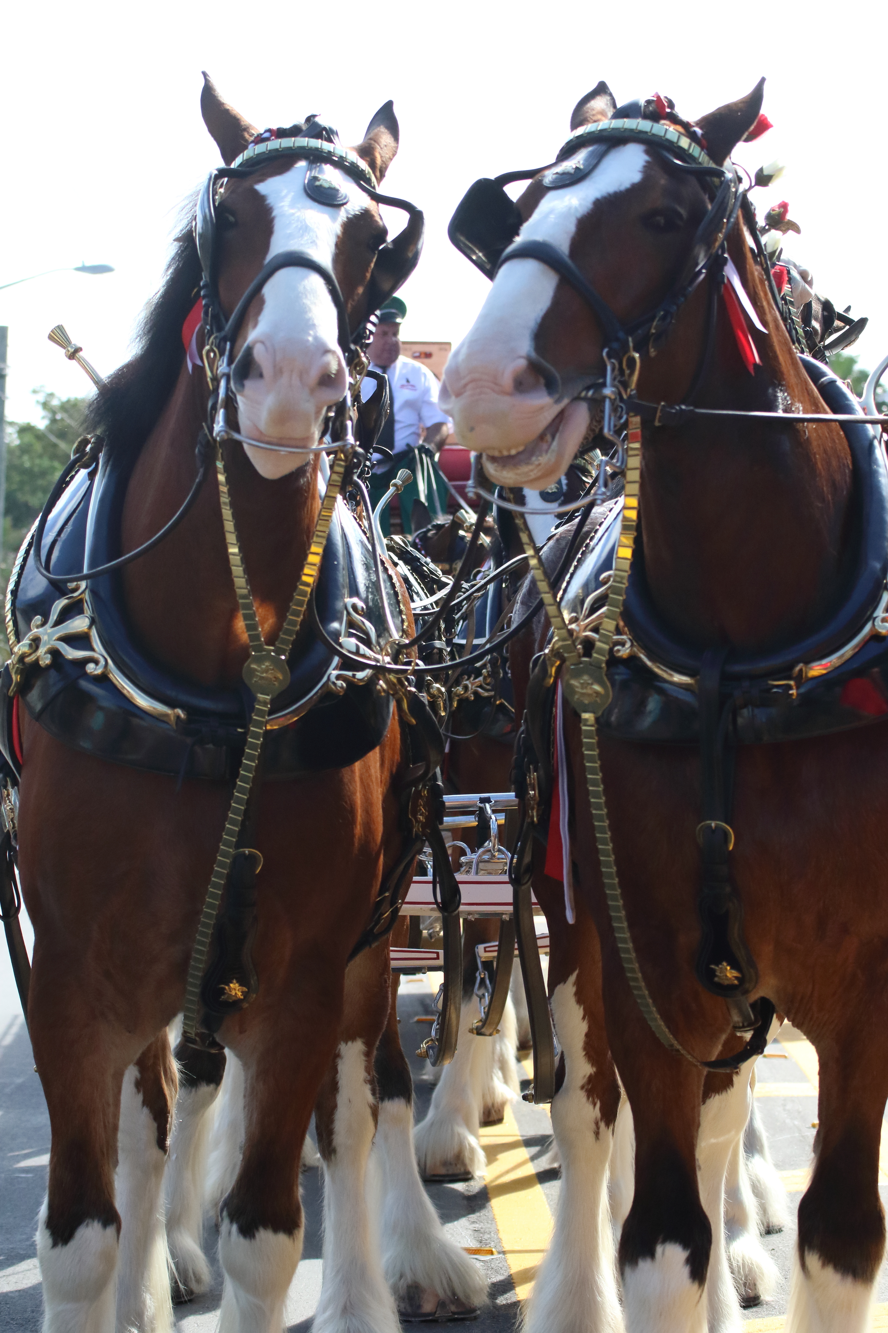 Budweiser Clydesdales Return to Saratoga Race Course