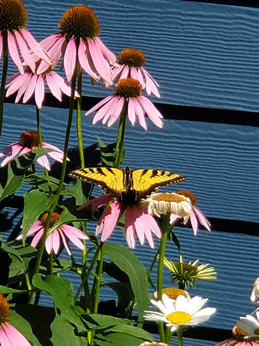 Secret Gardens Tour