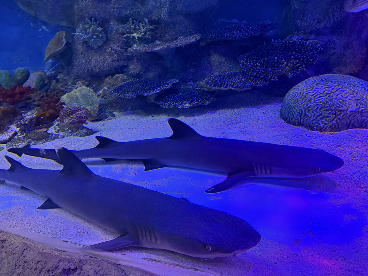 VIA Aquarium 