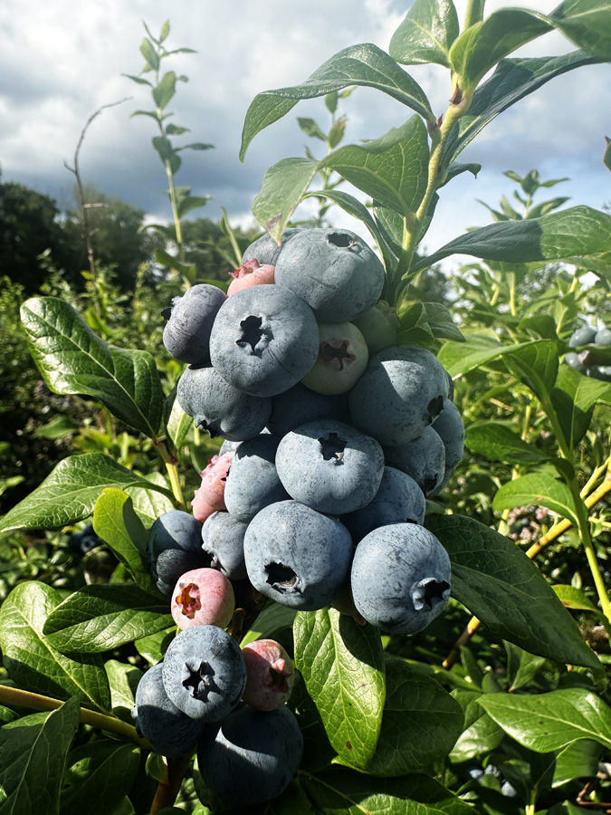 Blueberries Galore at Eagles View Farm