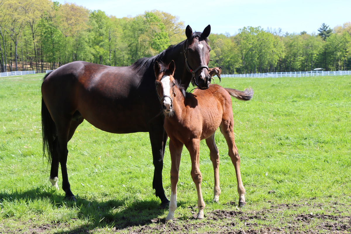 Song Hill Thoroughbreds