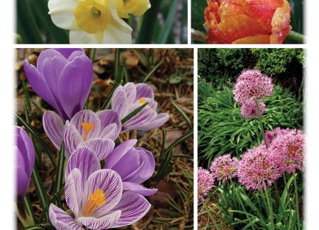 Gardening with Peter Bowden: Planting the Promise of Spring