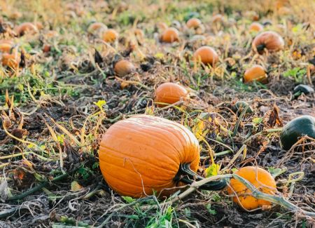 Saratoga with Kids: Pick Your Own Pumpkins