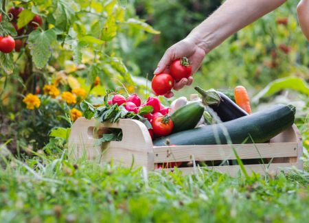 The Circle of Your Garden: Crop Rotation
